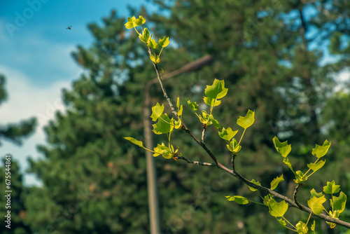 Tulip liriodendron is a beautiful ornamental tree. Tulip liriodendron in spring. Close-up.