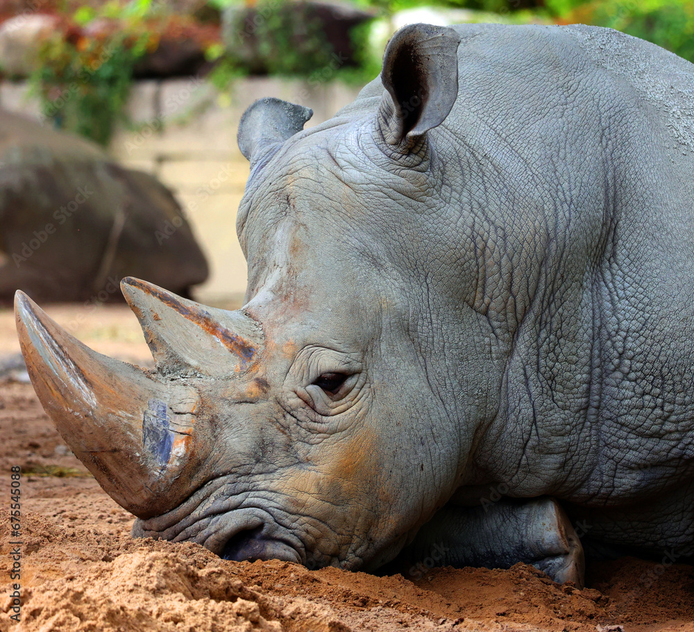 The white rhinoceros or square-lipped rhinoceros is the largest extant species of rhinoceros. It has a wide mouth used for grazing and is the most social of all rhino species The white rhinoceros or square-lipped rhinoceros is the largest extant species of rhinoceros. It has a wide mouth used for grazing and is the most social of all rhino species