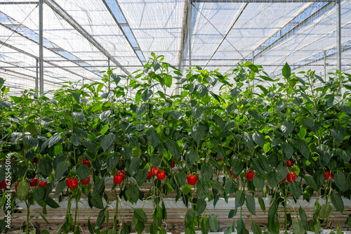 Big ripe sweet bell peppers, paprika plants growing in glass greenhouse, bio farming in the Netherlands