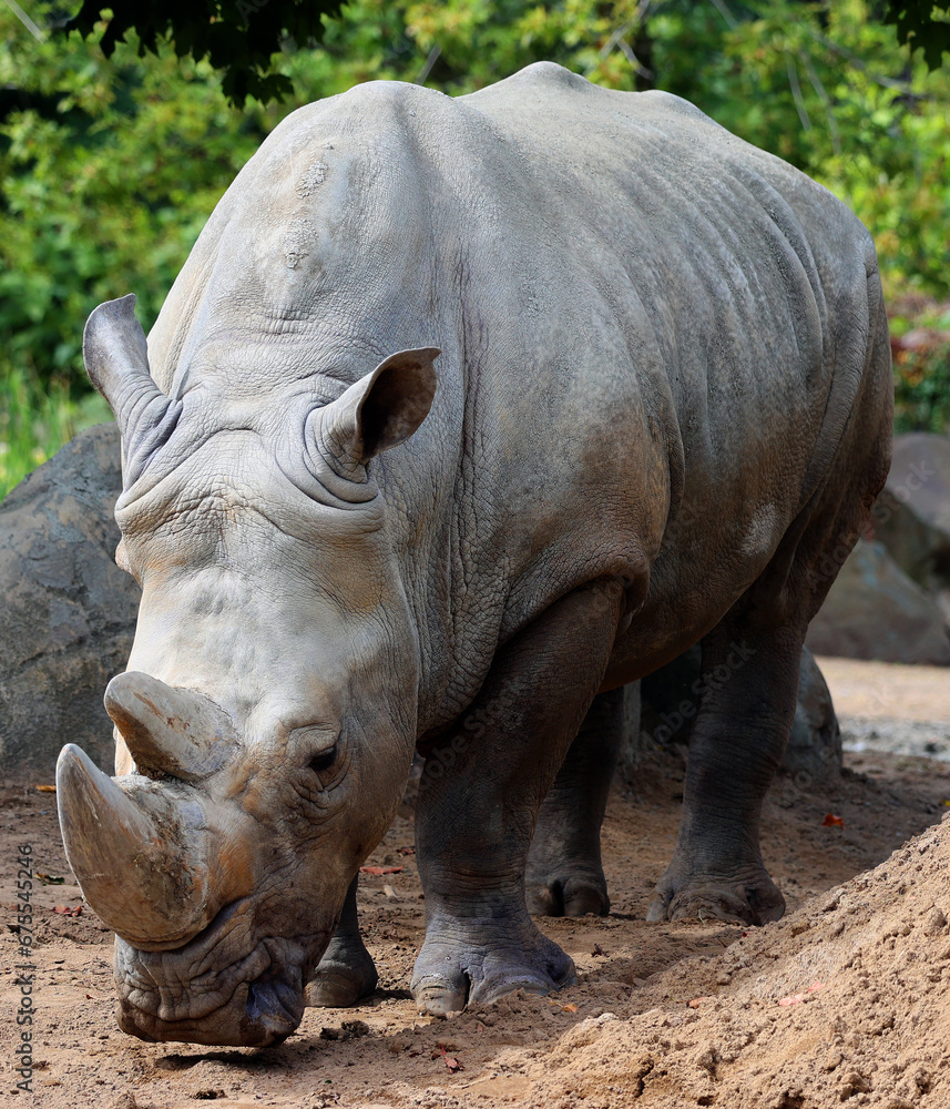 The white rhinoceros or square-lipped rhinoceros is the largest extant species of rhinoceros. It has a wide mouth used for grazing and is the most social of all rhino species The white rhinoceros or square-lipped rhinoceros is the largest extant species of rhinoceros. It has a wide mouth used for grazing and is the most social of all rhino species