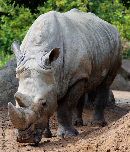 The white rhinoceros or square-lipped rhinoceros is the largest extant species of rhinoceros.  It has a wide mouth used for grazing and is the most social of all rhino species