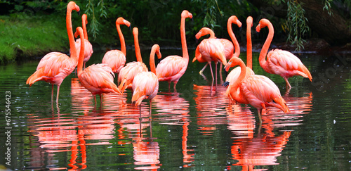 American flamingo (Phoenicopterus ruber) is a large species of flamingo closely related to the greater flamingo and Chilean flamingo native to the Neotropics. photo