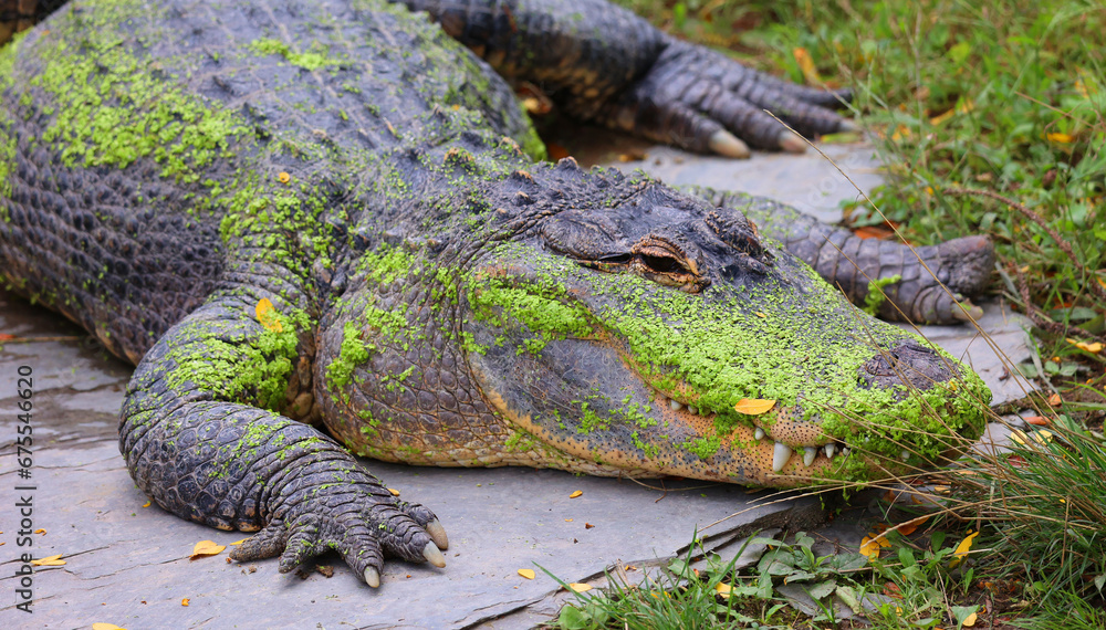 An alligator is a crocodilian in the genus Alligator of the family Alligatoridae. The two living species are the American alligator and the Chinese alligator. An alligator is a crocodilian in the genus Alligator of the family Alligatoridae. The two living species are the American alligator and the Chinese alligator.
