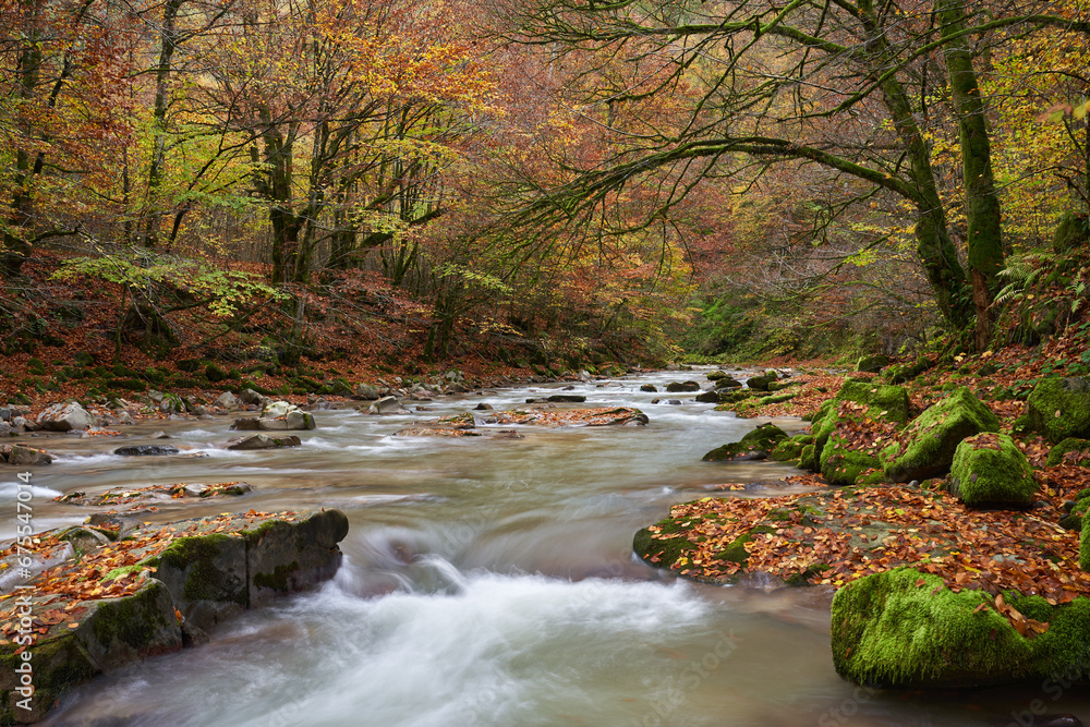 Landscape with a river in the forest