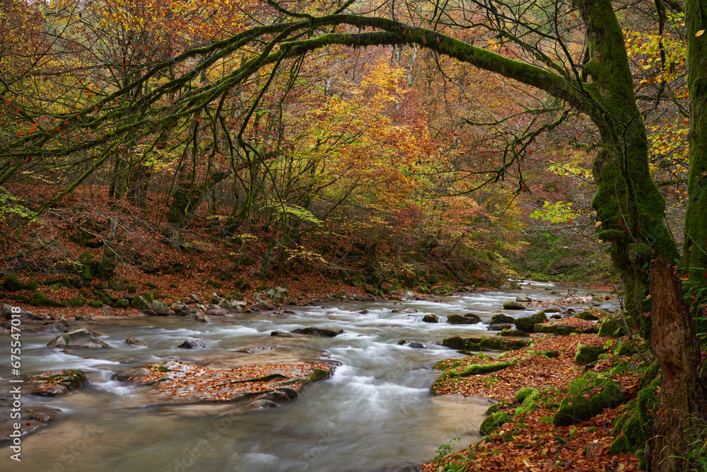 Landscape with a river in the forest