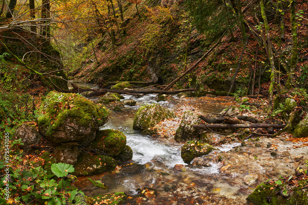 Landscape with a river in the forest