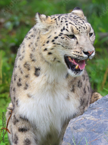 The snow leopard is a large cat native to the mountain ranges of Central and South Asia. It is listed as endangered on the IUCN Red List of Threatened Species