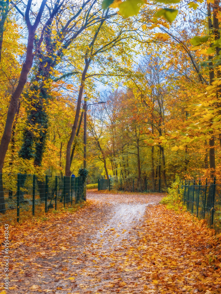 Road strewn with yellow and orange leaves in the park, autumn landscape, yellow trees, nature walk, fresh air, environmental protection, Country road in the Fall with maples
