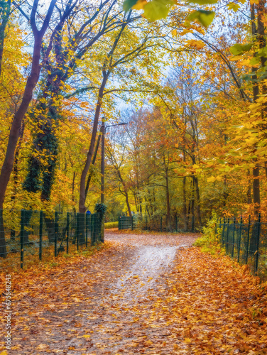 Road strewn with yellow and orange leaves in the park, autumn landscape, yellow trees, nature walk, fresh air, environmental protection, Country road in the Fall with maples © myschka79