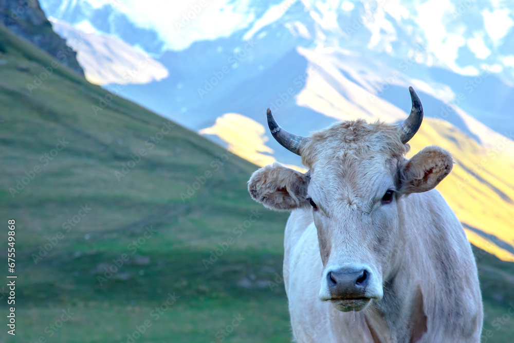 portrait of a cow in a mountainous area portrait of a cow in a mountainous area