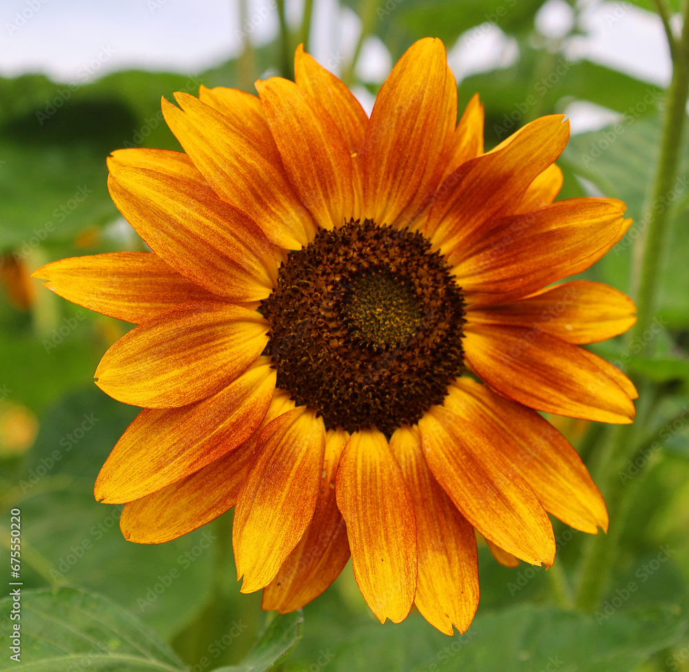 The sunflower is an annual plant native to the Americas. It possesses a large inflorescence, and its name is derived from the flower's shape and image, which is often used to depict the sun. The sunflower is an annual plant native to the Americas. It possesses a large inflorescence, and its name is derived from the flower's shape and image, which is often used to depict the sun.