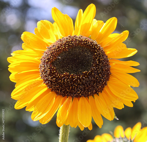 Fototapeta Naklejka Na Ścianę i Meble -  The sunflower is an annual plant native to the Americas. It possesses a large inflorescence, and its name is derived from the flower's shape and image, which is often used to depict the sun.