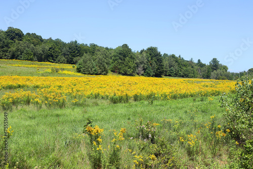 Summer goldenrod and firtrees landscape Quebec Canada
