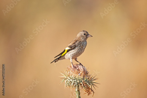 The European goldfinch feeds on thistle seeds. European goldfinch, or simply goldfinch, Latin name Carduelis carduelis, perched on a thistle branch.