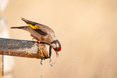 European Goldfinch drinking from the fountain. Latin name Carduelis carduelis. © TAMER YILMAZ