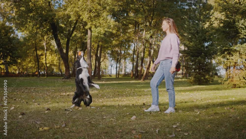 Female engages with dog by tossing ball on grass in park Female engages with dog by tossing ball on grass in park
