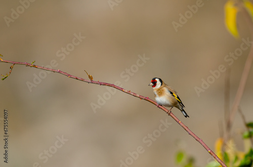 The European goldfinch, on a branch. Latin name Carduelis carduelis. Green, blurred background.