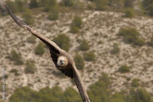 Toma frontal de gyps fulvus cambiando de dirección mientras vuela en el parque natural Sierra de Mariola de Alcoi, España photo