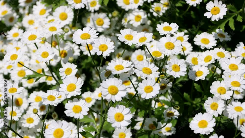 Mutterkraut ( Tanacetum parthenium), Falsche Kamille Mutterkraut ( Tanacetum parthenium), Falsche Kamille