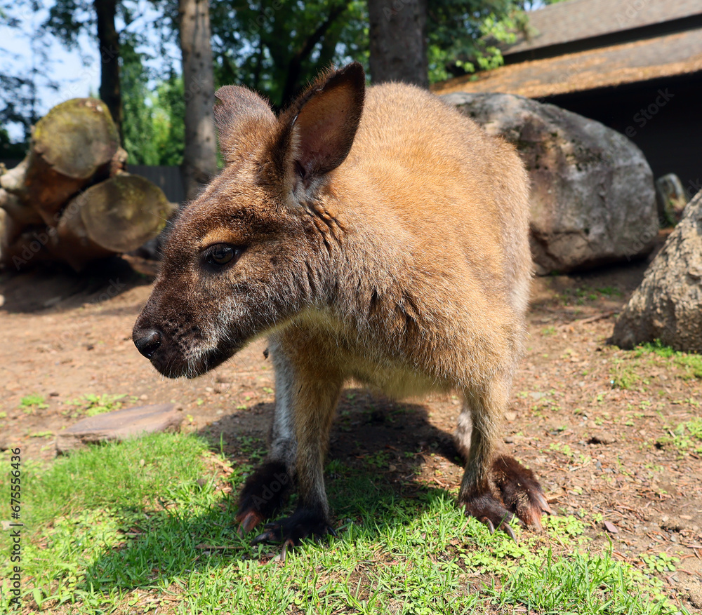 A wallaby is a small or middle-sized macropod native to Australia and New Guinea, A wallaby is a small or middle-sized macropod native to Australia and New Guinea,