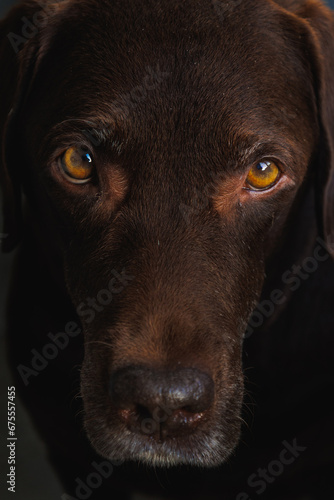 portrait of labrador retriever dog. chocolate labrador close-up. beautiful purebred dog is watching. pet photos, pet food for cats and dogs. taking care of pets