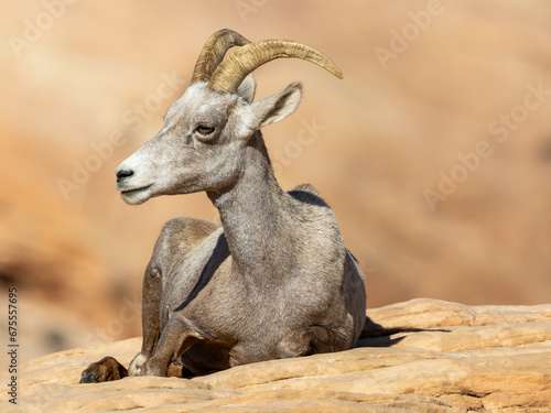 Desert Bighorn Sheep Ewe Valley of Fire Nevada October 2023