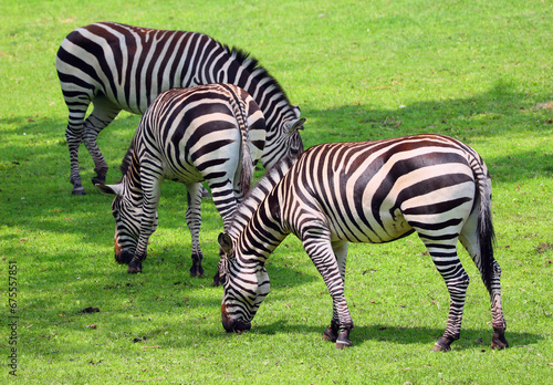 Burchell s zebra is a southern subspecies of the plains zebra. It is named after the British explorer William John Burchell. Common names include bontequagga  Damara zebra and Zululand zebra 
