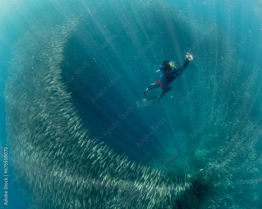 Swimming in a school of sardines in the Philippines 