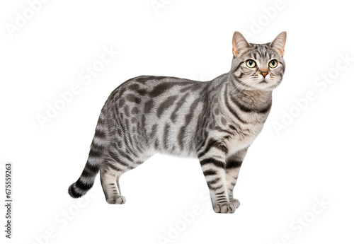 American Shorthair cat walks on a white and isolated