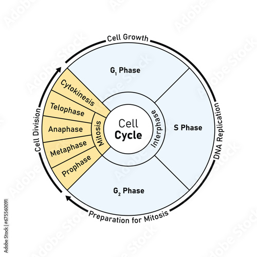 Cell Cycle (Cell Division) Scientific Design. Vector Illustration.