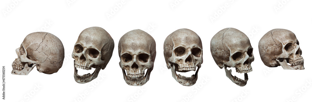 Six skulls Six skulls