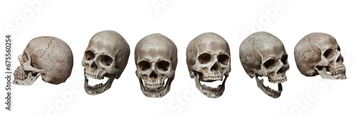 Six skulls
