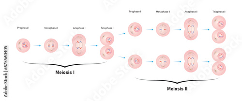 Meiosis Phases Scientific Design. Vector Illustration.