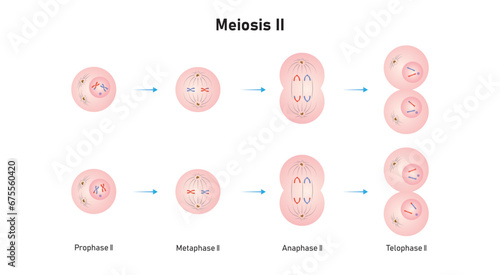Meiosis 2 Phases Scientific Design. Vector Illustration. photo