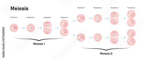 Meiosis Phases Scientific Design. Vector Illustration.
