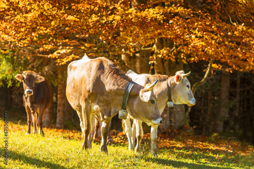 Kuh - Allgäu - Herbst - Laub - Oktober - malerisch photo