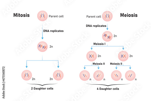 Mitosis and Meiosis Scientific Design. Vector Illustration.