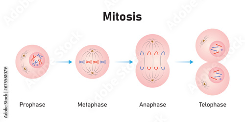 Mitosis Phases Scientific Design. Vector Illustration. photo