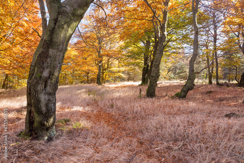 Beech forest in Czech Republic in autumn