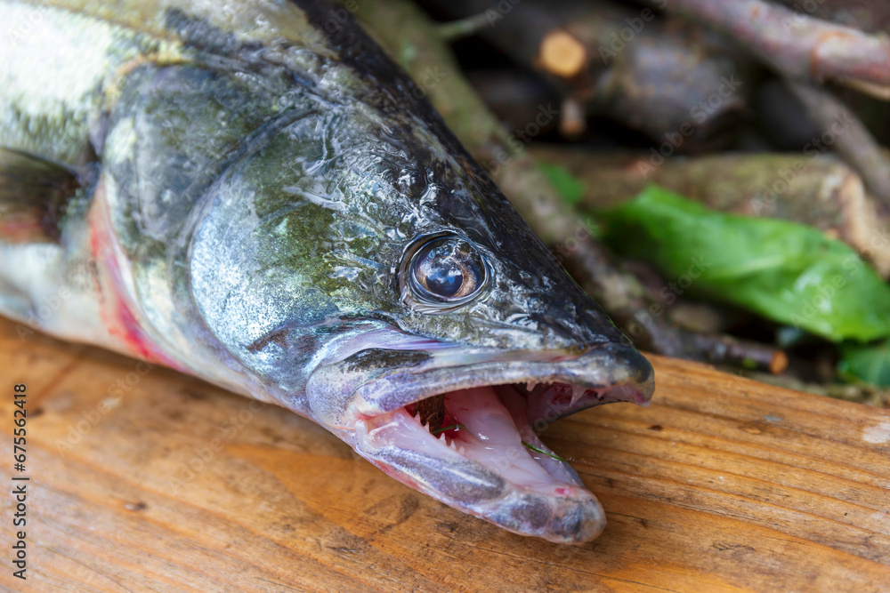 Zander and his Teeth in detail, the Fish from freshwater Deep, Sander lucioperca Zander and his Teeth in detail, the Fish from freshwater Deep, Sander lucioperca