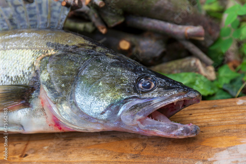 Zander and his Teeth in detail, the Fish from freshwater Deep, Sander lucioperca