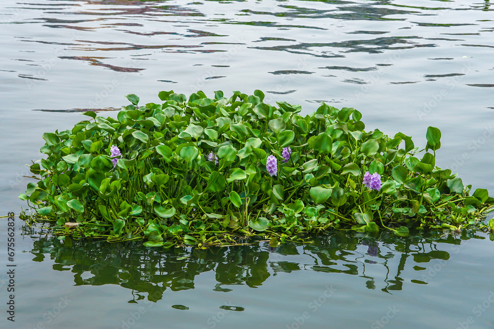 Naklejka premium Common water hyacinth plants and flowers floating in the river (Pontederia crassipes)