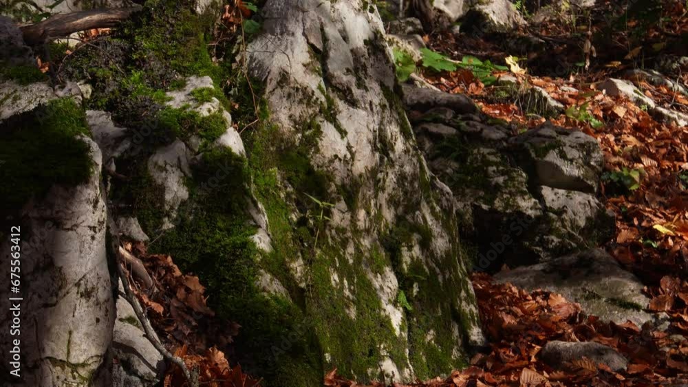 Tilt shot of Marked Trail Stone in Autumn Forest. Tilt shot of Marked Trail Stone in Autumn Forest.