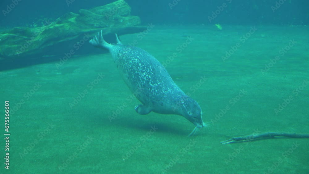 fur seals swim underwater  photography