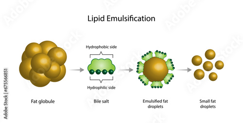 Lipid emulsification, Fat Molecule, Lipid droplets, Lipid Digestion. Large fat globules are emulsified into small fat droplets. Bile salt. Gallbladder. Micelle formation. Vector Illustration.