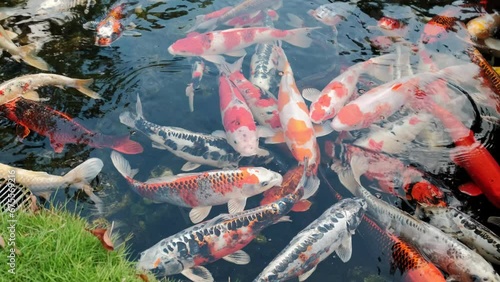 Close up view of Fishes Koi swimming in a small lake in the park photo