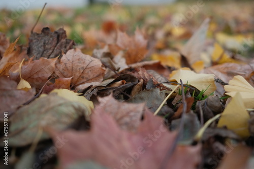 Laub Herbst Boden