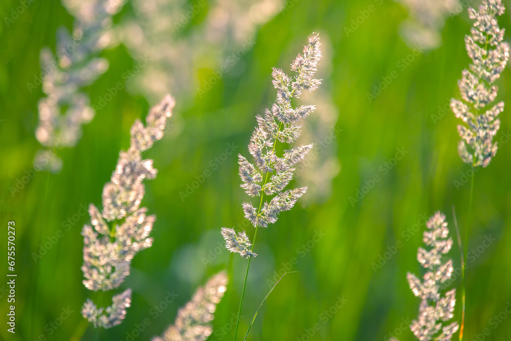 Field grass and flowers in backlight. Nature and floral botany