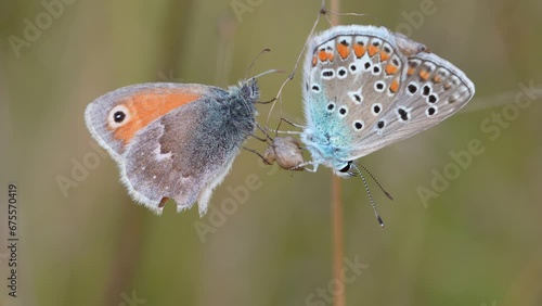 Small butterflies Coenonympha pamphilus and Polyommatus icarus in a meadow in summer.