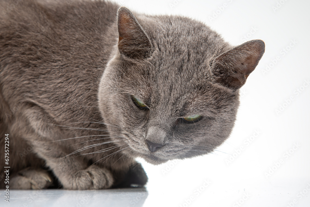 Portrait of a gray cat on a white background close-up